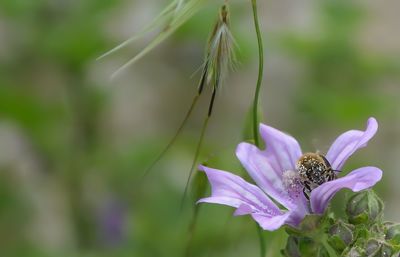 Close-up of insect on flower