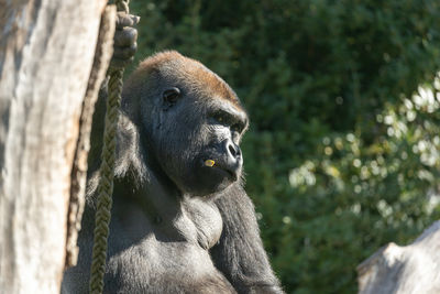 Close-up of monkey