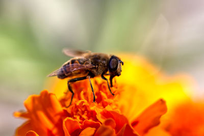 Close-up of insect on flower