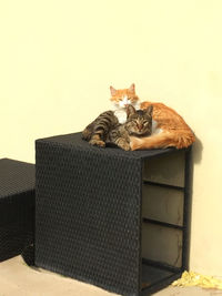 Portrait of cat sitting on wall