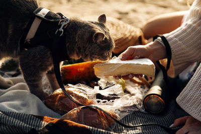 Cat on the beach on a picnic