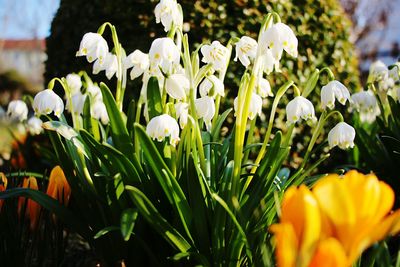 Close-up of white crocus blooming on field