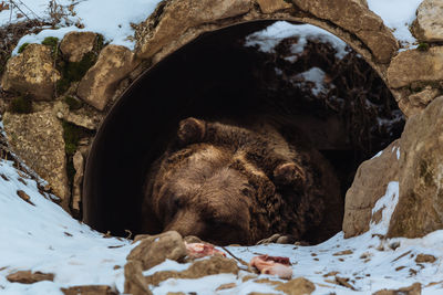 View of animal resting in field