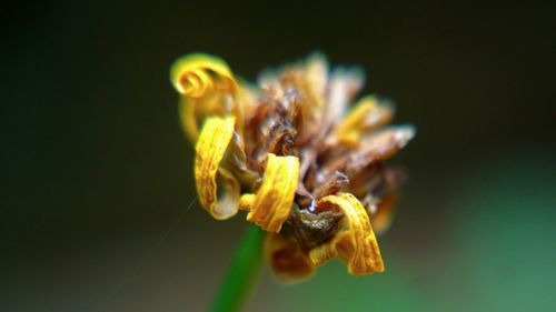 Close-up of honey bee on yellow flower