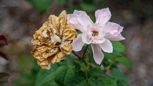 Close-up of rose plant