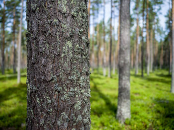 Close-up of tree trunk in forest