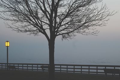 Bare tree by sea against sky