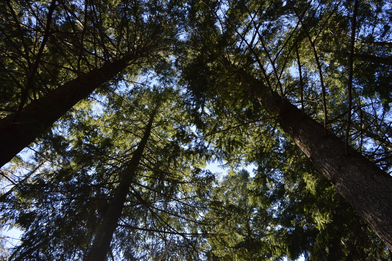 LOW ANGLE VIEW OF TREES AT FOREST