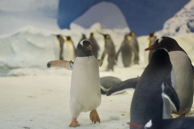 View of birds on beach