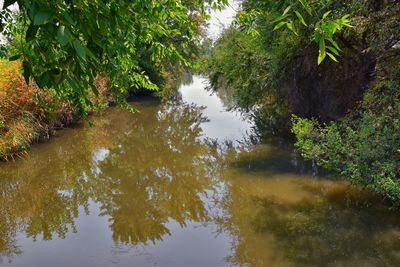 Scenic view of lake amidst trees in forest