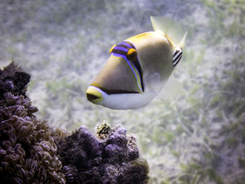 Close-up of fish swimming in sea