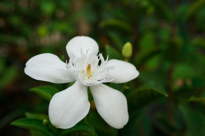 Close-up of white flowering plant