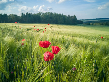 Red poppies on field against sky