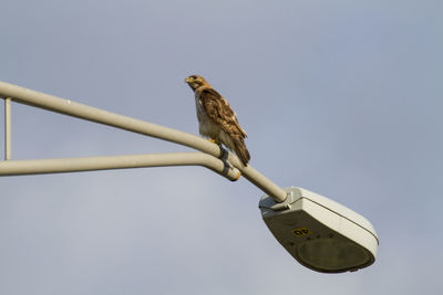 Low angle view of bird perching on cable against clear sky