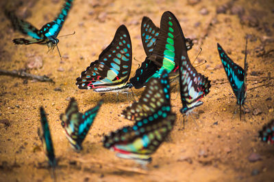 High angle view of butterfly on sand