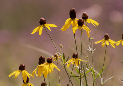 Close-up of yellow flowering plant