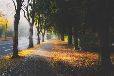 Road amidst trees during autumn