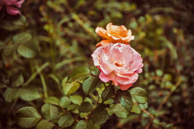 Close-up of pink rose