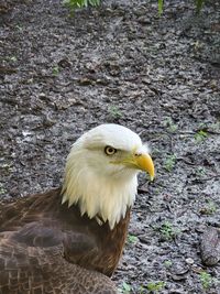 A beautiful closeup of a bald eagle , a very fierce but calm animal.