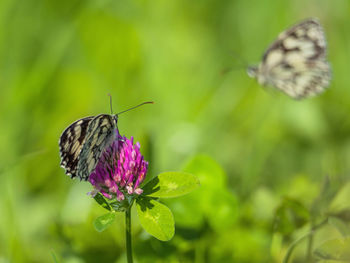 Close-up of butterfly on purple flower