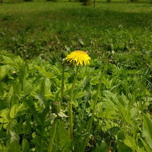 Close-up of yellow flowers blooming on field