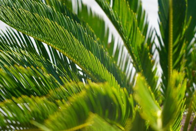 Close-up of green leaves