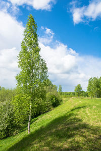 Trees on field against sky