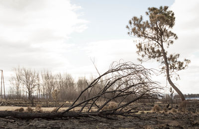 Bare trees on field against sky