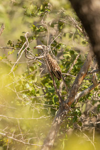 Close-up of bird perching on branch