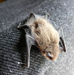 Close-up of bat on fabric