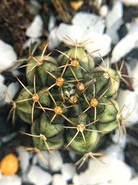 Close-up of cactus plant