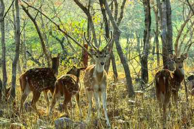 Axis deer by trees in forest
