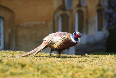 Close-up of a bird on field