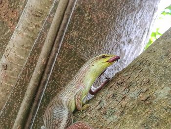 Close-up of frog on tree trunk