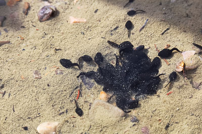 High angle view of crab on sand