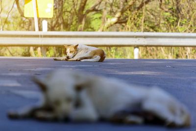 View of dogs sleep on street