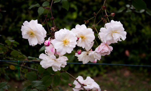 Close-up of white cherry blossoms in spring