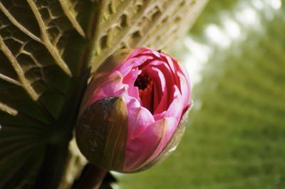 Close-up of plant