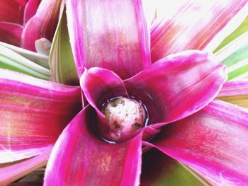 Close-up of pink flower