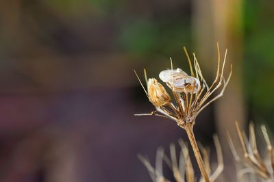 Close-up of insect on plant