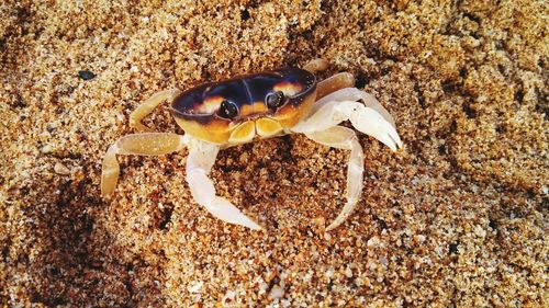 Close-up of crab on beach