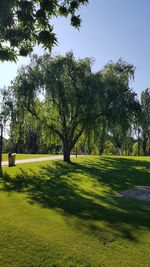 Trees on field against clear sky