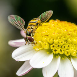 Close-up of butterfly pollinating on flower