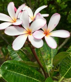 Close-up of frangipani blooming outdoors