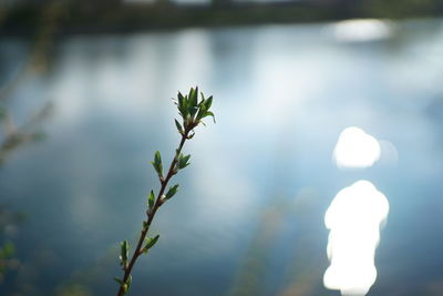 Close-up of flowering plant