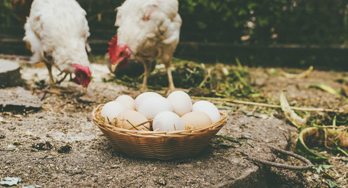 High angle view of eggs in basket