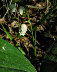 Close-up of white flowering plant on land