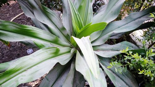 Close-up of plant