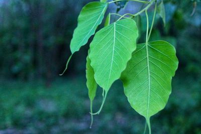 Close-up of green leaves on plant
