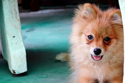 Close-up portrait of a dog